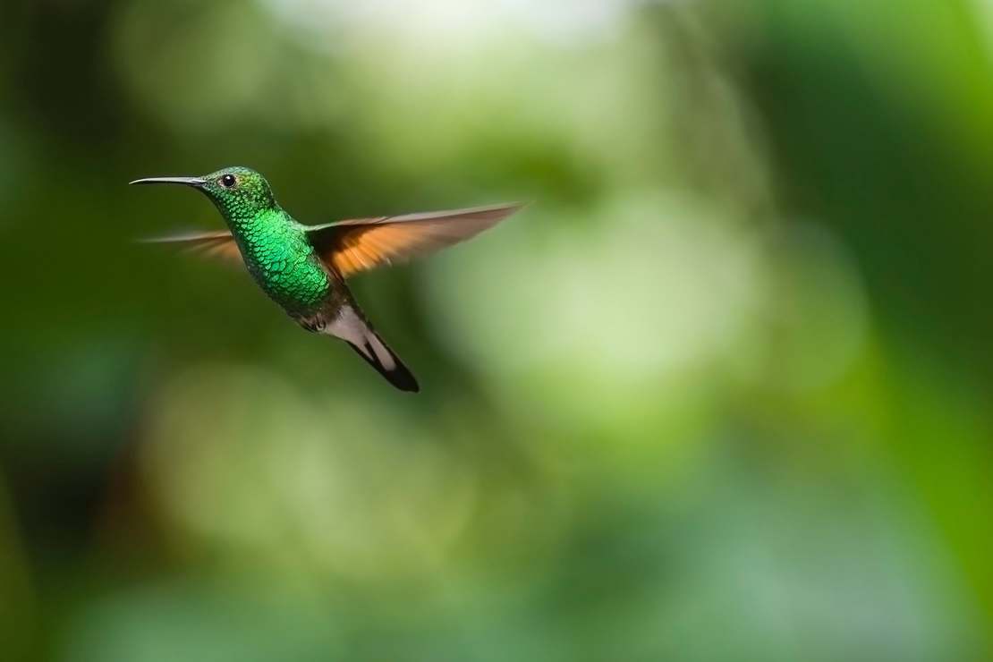 Koliber - rozmiar niewielki, a ciekawostek cała masa