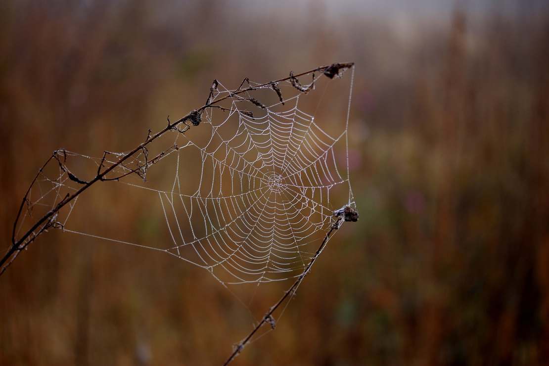 Dlaczego pająki nie łapią się we własną sieć 