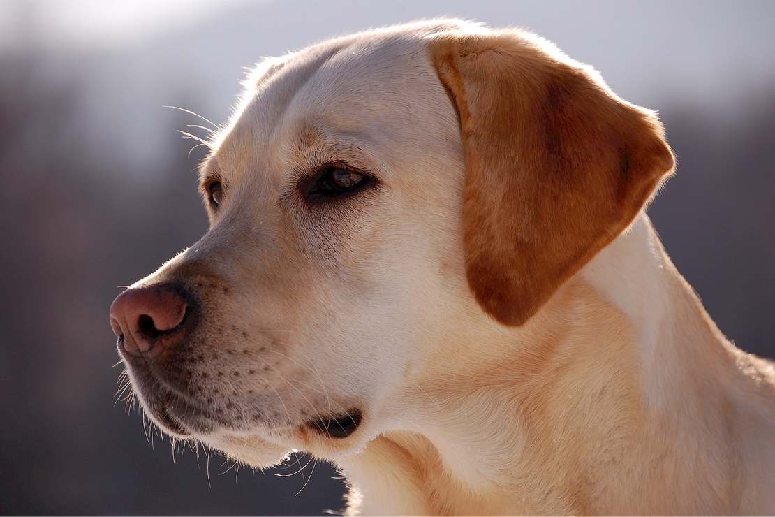 Labrador retriever pomaga w diagnozowaniu nowotworu jajnika