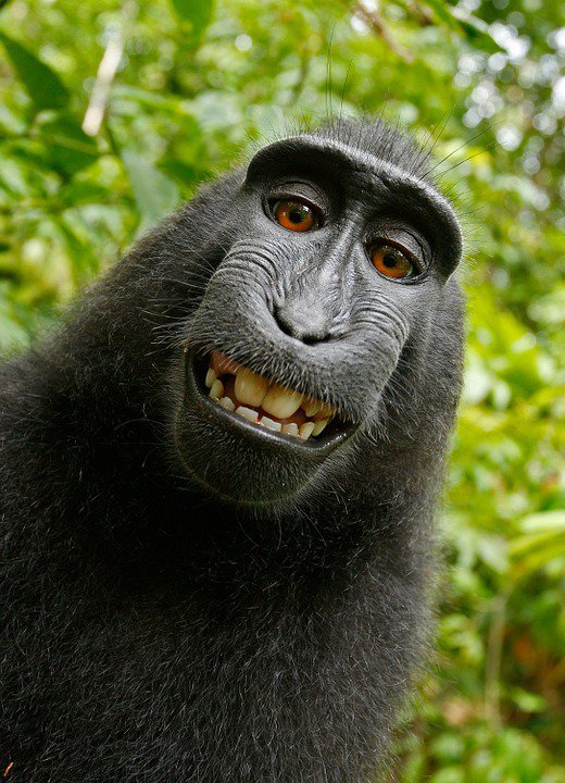 Selfie samicy makaka