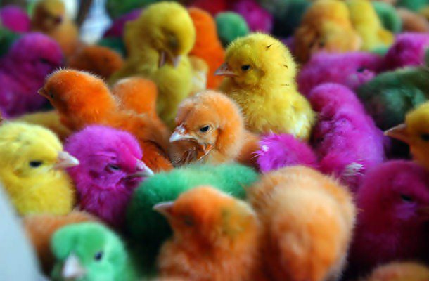 farbowane kurczaki