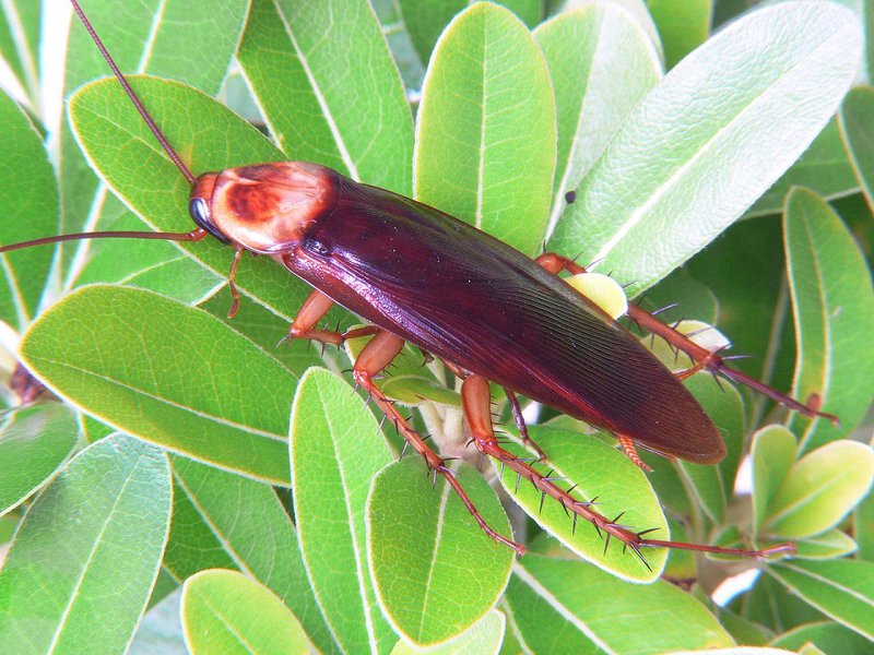 karaluch z gatunku przybyszka amerykańska (periplaneta americana