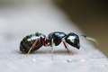 Bullet ant – co ma wspólnego mrówka i pocisk