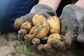 Dlaczego we Francji zakazano uprawy ziemniaków