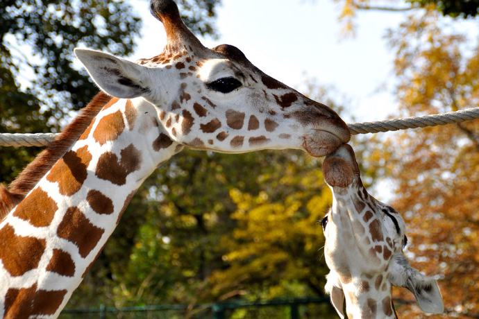 Ciekawostki o żyrafach