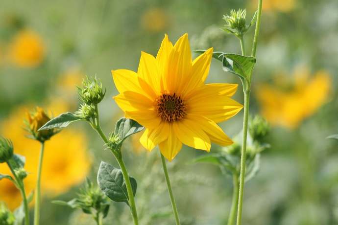 Starożytna kontrola urodzeń