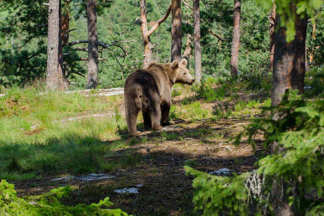 Jak aparaty i kamery wpłynęły na to, co wiemy o zwierzętach