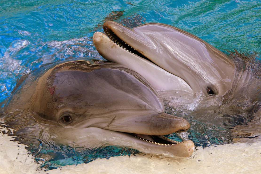 Sądzicie, że delfiny są bystre i przyjazne Sprawdźmy jak jest w 