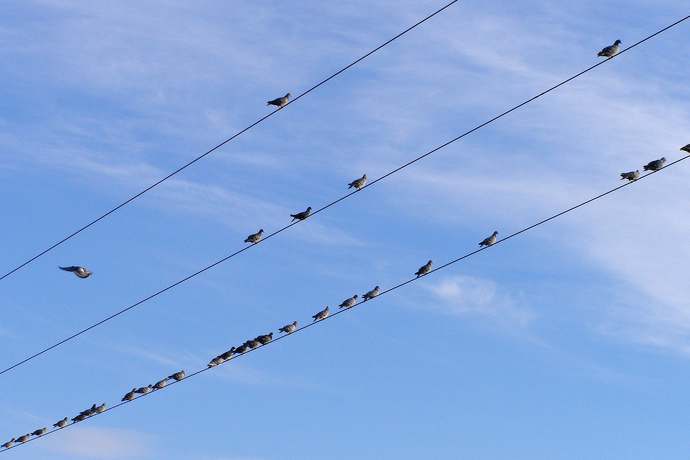 Jak to jest możliwe, że ptaki przesiadujące na przewodach wysoki