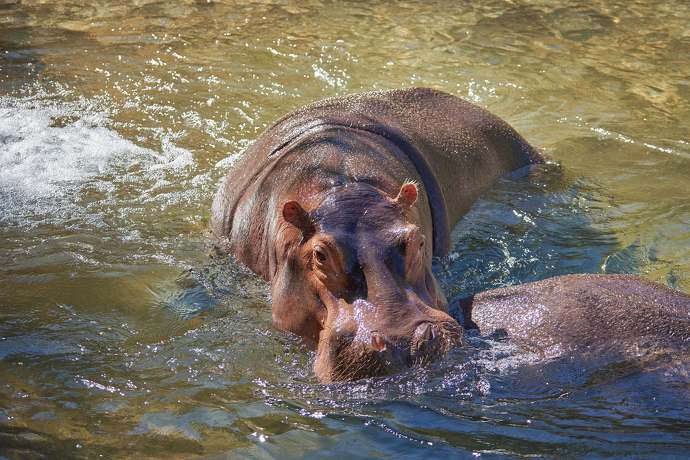 Który ze ssaków jest najniebezpieczniejszy