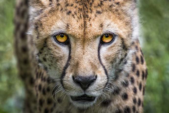 Chów wsobny gepardów