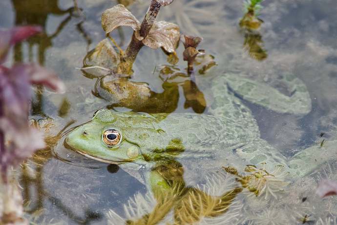Czy istnieją zwierzęta, które mogą żyć bez głowy