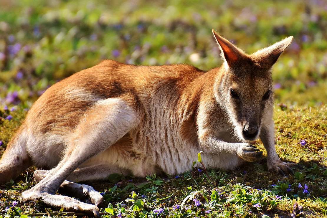 Dziwaczna i niepokojąca historia kangurzego boksu