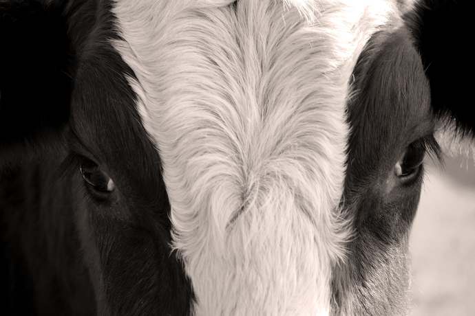 Ile mleka dają krowy?