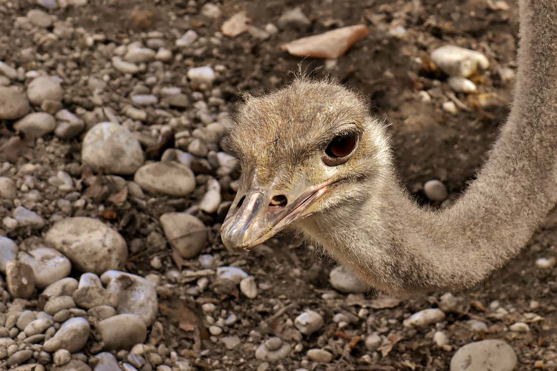 Czy strusie naprawdę chowają głowę w piasek?