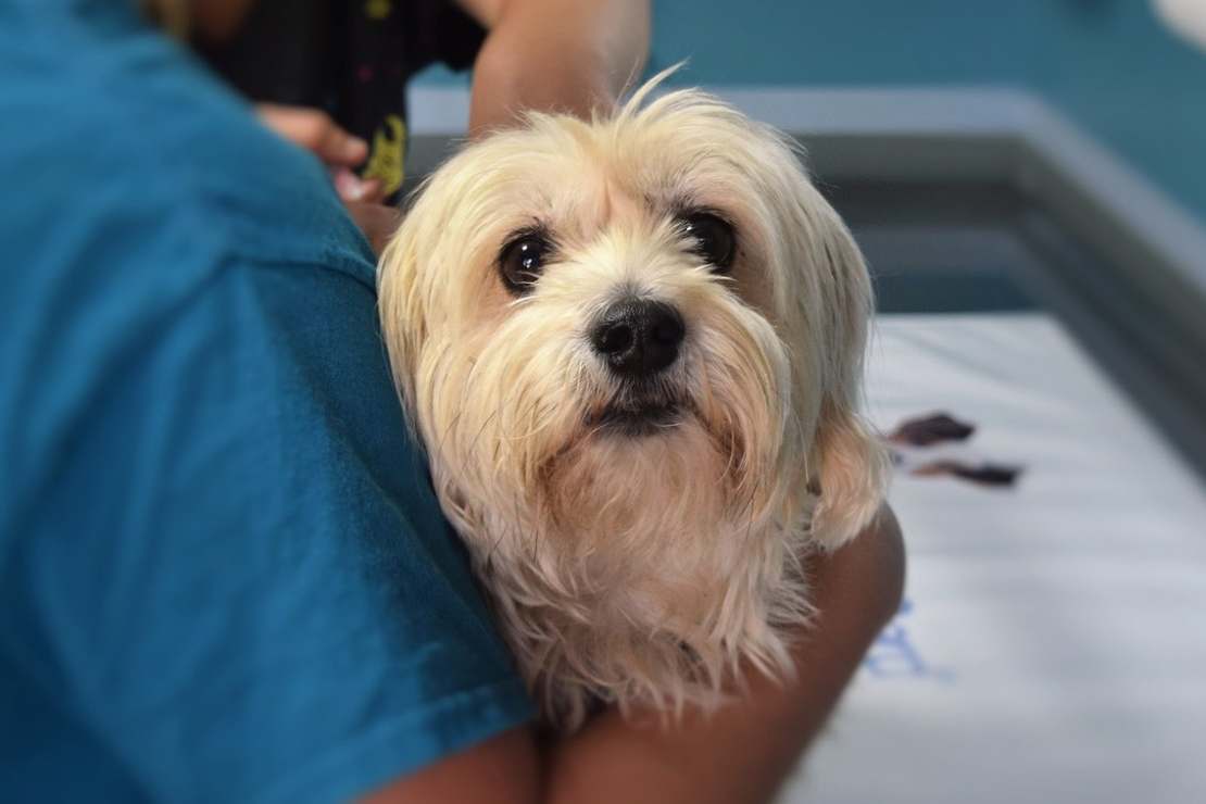 Zapalenie stawów u psa. Jak rozpoznać pierwsze objawy?