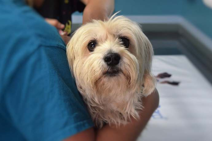 Zapalenie stawów u psa. Jak rozpoznać pierwsze objawy?