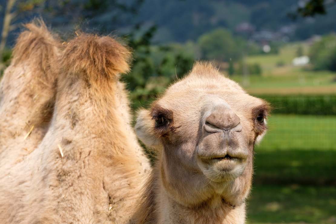 W którym kraju żyje największa ilość wielbłądów? Odpowiedź Was z