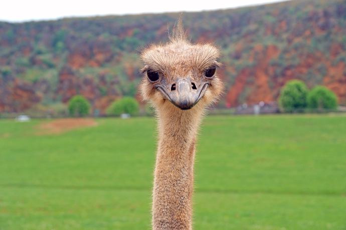 Absurdalne przepisy prawa