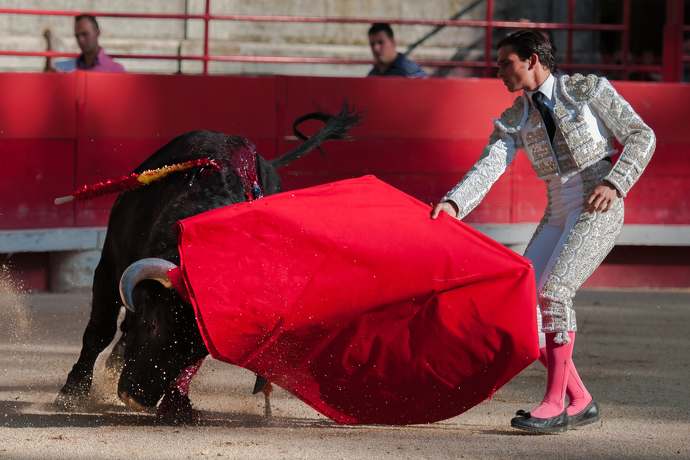 Byk i czerwony kolor – jak jest naprawdę?