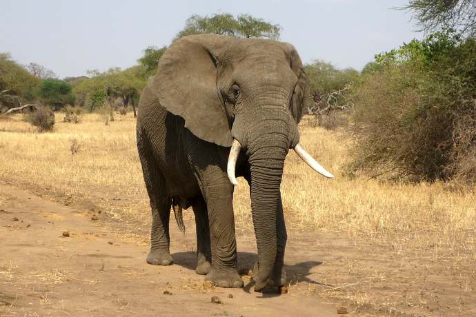 Cienka skóra słoni afrykańskich