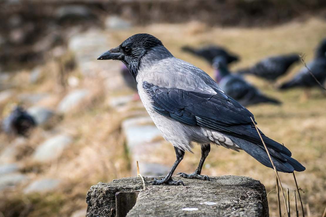 Symbolem mądrości powinna być wrona  - ptak inteligentniejszy od