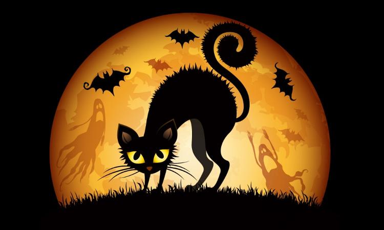 Czarne koty w Halloween