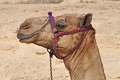 Pieczeń z wielbłąda – punkt obowiązkowy na beduińskim weselu
